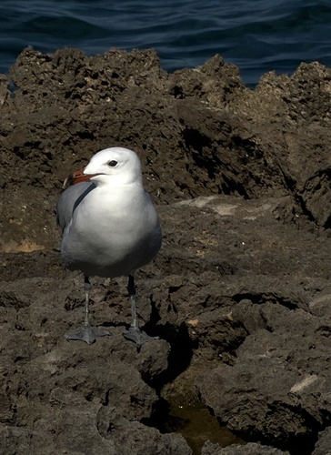 Audouin's Gull