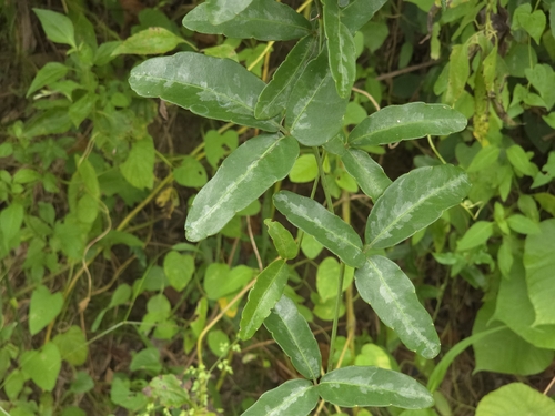 Tetrastigma formosanum