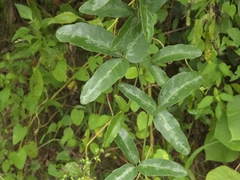 Tetrastigma formosanum