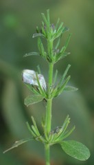 Haplanthodes tentaculatus