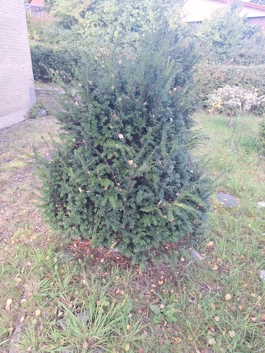 common yew