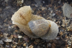 Papawera zelandiae
