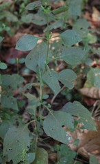 Haplanthodes tentaculatus