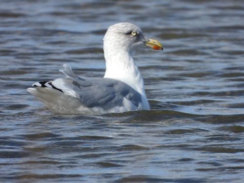 European Herring Gull