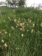 Alopecurus pratensis