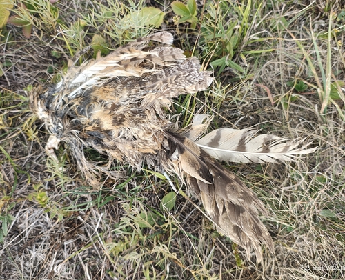 Long-eared Owl