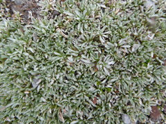 Lucilia kunthiana
