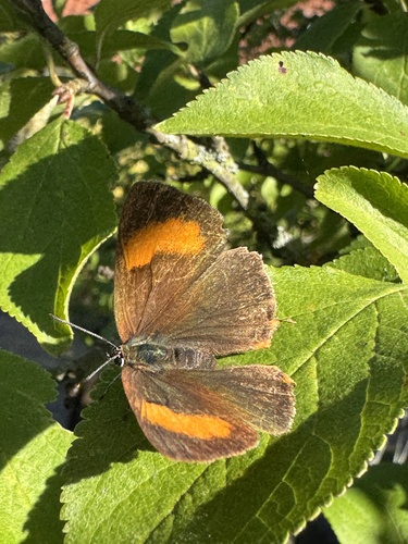 Brown Hairstreak