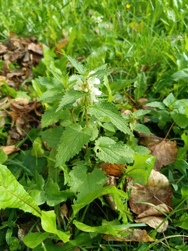 Lamium album, photograph 6