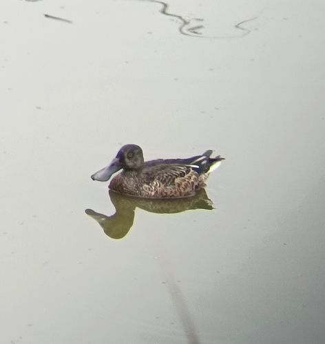 Northern Shoveler