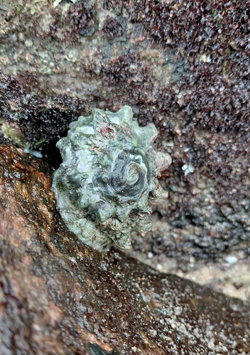 Lunella coronata observed 2026-09-26