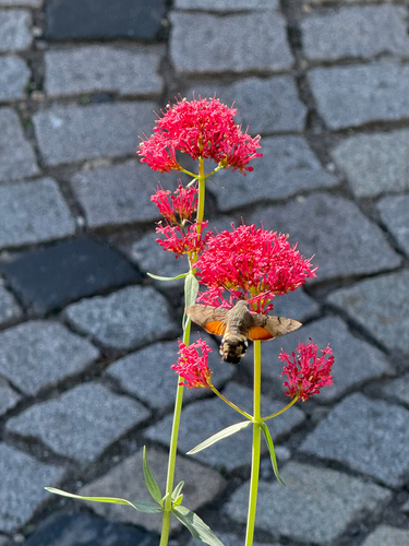 Eurasian Hummingbird Hawkmoth