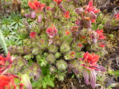 Castilleja nubigena