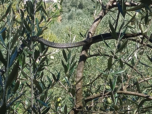 Green Whip Snake