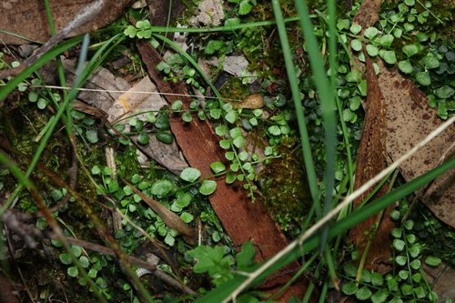 Asplenium flabellifolium, photograph 1