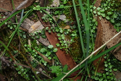 Asplenium flabellifolium, photograph (c) Greg Tasney, some rights reserved (CC BY-SA)