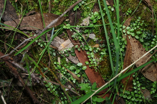 Asplenium flabellifolium, photograph 2