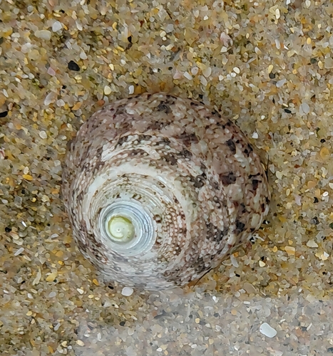 Trochus nigropunctatus observed 2026-09-26