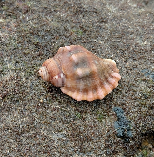 Cabestana cutacea observed 2026-09-26
