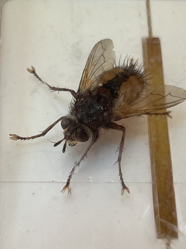 Common Tachinid