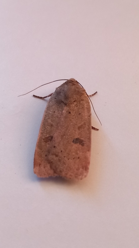 Lesser Yellow Underwing