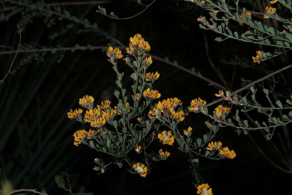 Pultenaea daphnoides; photograph (c) Greg Tasney, some rights reserved (CC BY-SA)