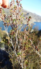 Kunzea serotina