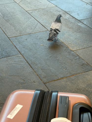 Feral Pigeon