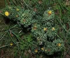 (c) Greg Tasney, some rights reserved (CC BY-SA) Isopogon ceratophyllus, photograph (c) Greg Tasney, some rights reserved (CC BY-SA)