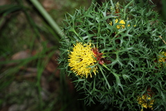 (c) Greg Tasney, some rights reserved (CC BY-SA) Isopogon ceratophyllus, photograph (c) Greg Tasney, some rights reserved (CC BY-SA)