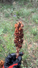 Orobanche anatolica