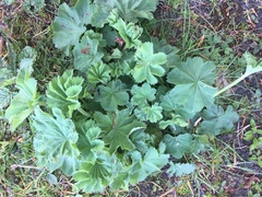 Alchemilla mollis