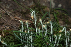 Chrysocephalum baxteri, photograph (c) Greg Tasney, some rights reserved (CC BY-SA)