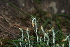 Chrysocephalum baxteri, photograph (c) Greg Tasney, some rights reserved (CC BY-SA)