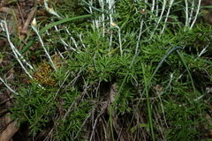 Chrysocephalum baxteri, photograph (c) Greg Tasney, some rights reserved (CC BY-SA)