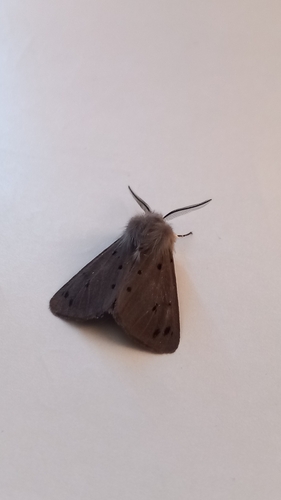 Muslin Moth