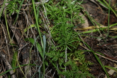 Chrysocephalum baxteri, photograph (c) Greg Tasney, some rights reserved (CC BY-SA)