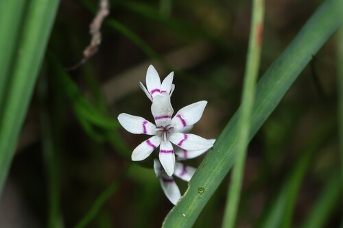 Wurmbea dioica
