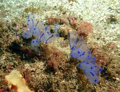 Clavelina australis