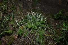 Chrysocephalum baxteri