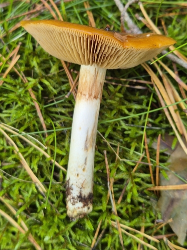 orange webcap