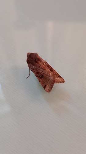 Lunar Underwing