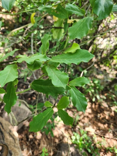 Aristolochia indica, 2026-09-05