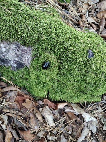 Woodland Dor Beetle