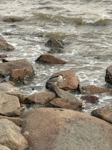Black-crowned Night Heron