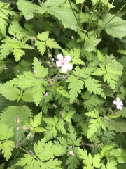 Geranium robertianum