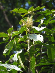 Lithocarpus kawakamii