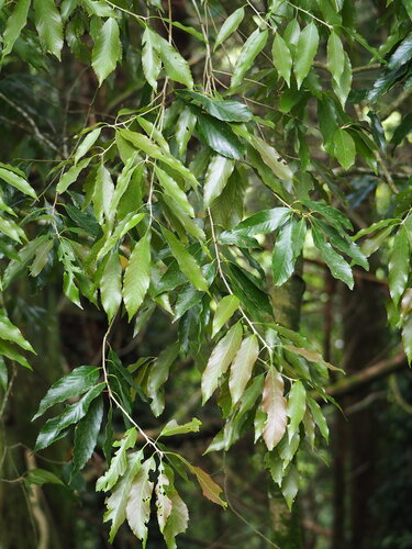 Quercus stenophylloides, photograph 3
