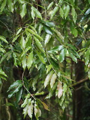 Quercus stenophylloides, photograph author not stated, no rights reserved