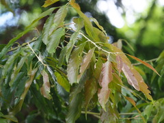 Quercus stenophylloides, photograph author not stated, no rights reserved